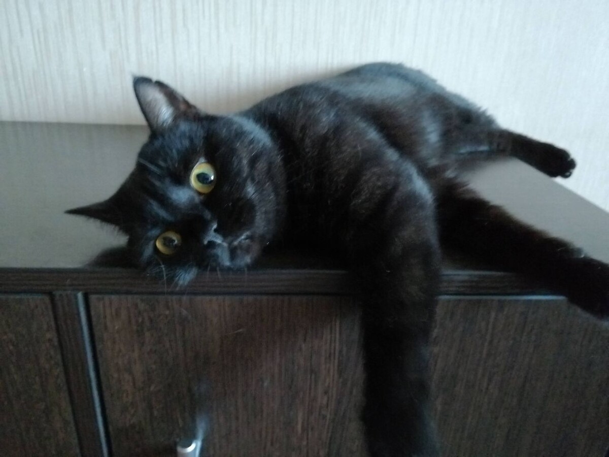 Читуш моя любимая. Гроза всех котов и собак. 