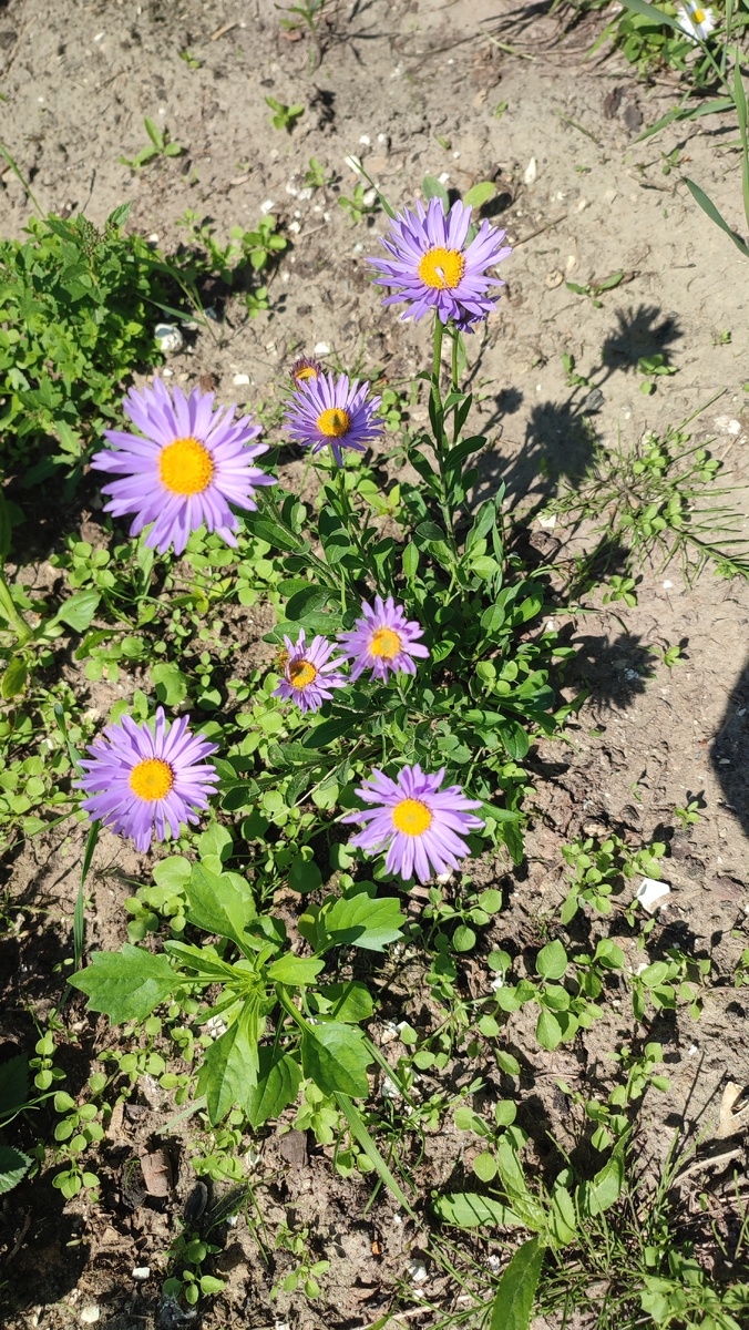 Астра альпийская. Фото автора. 