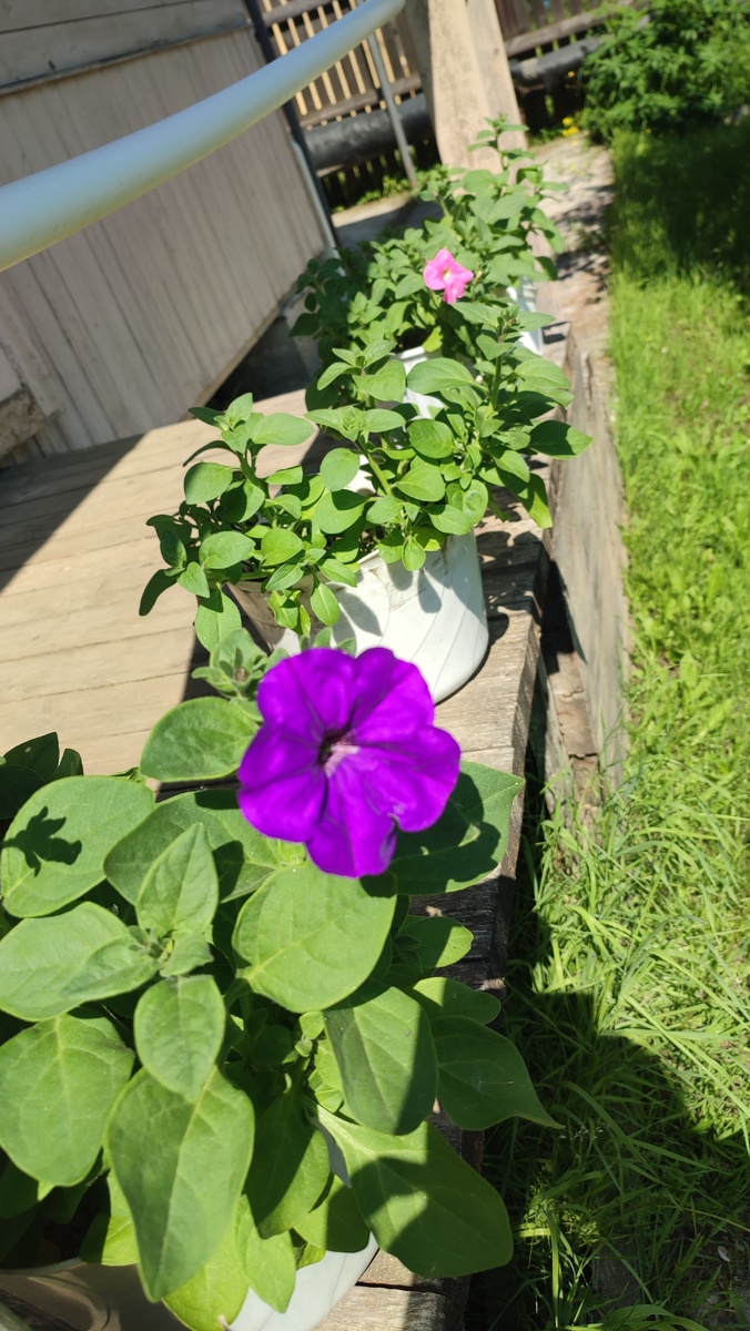 Петуния. Фото автора. 