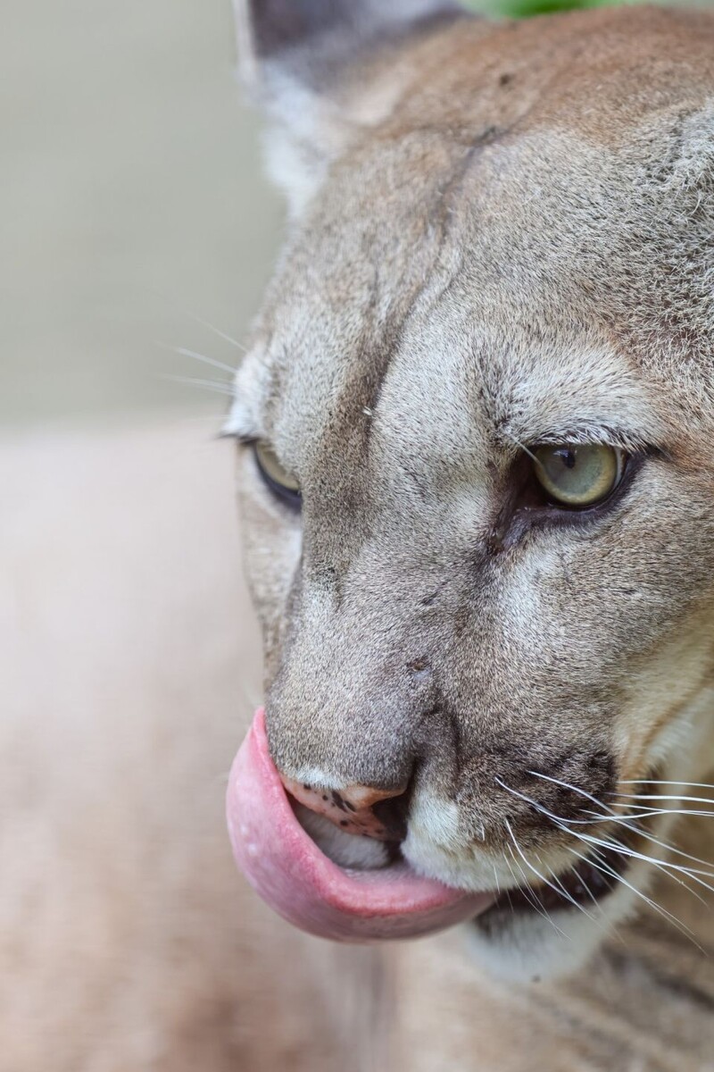    Пума в Барнаульском зоопарке. Источник: Барнаульский зоопарк