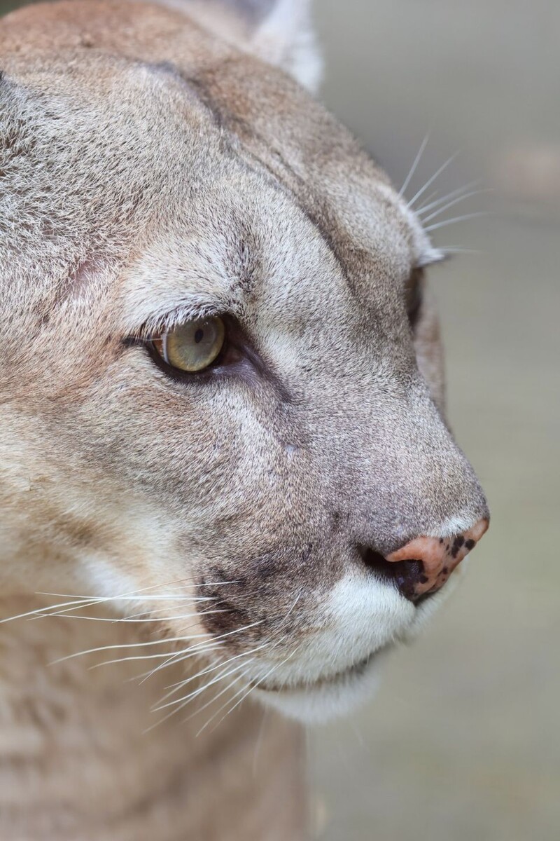    Пума в Барнаульском зоопарке. Источник: Барнаульский зоопарк