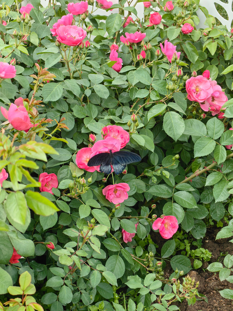 Самец Парусника Лови отдыхает после бурной свадьбы в Москве :)