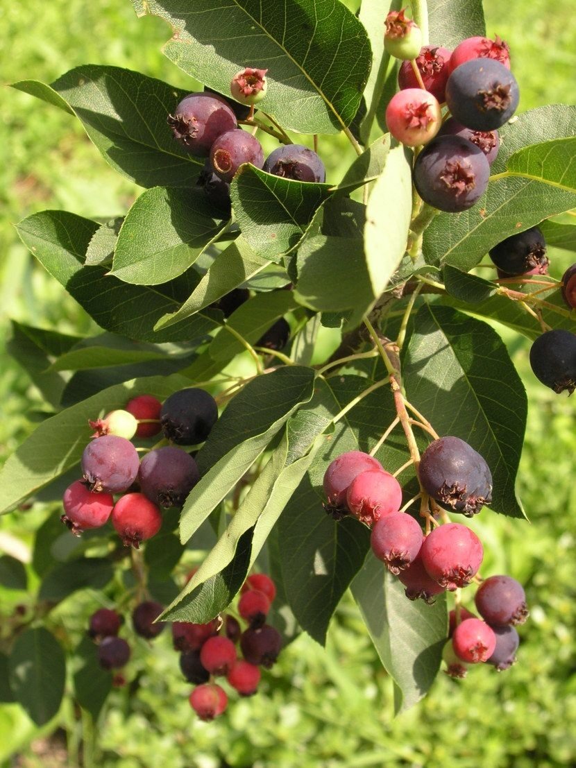 Ирга у нас в саду. Фото автора. 