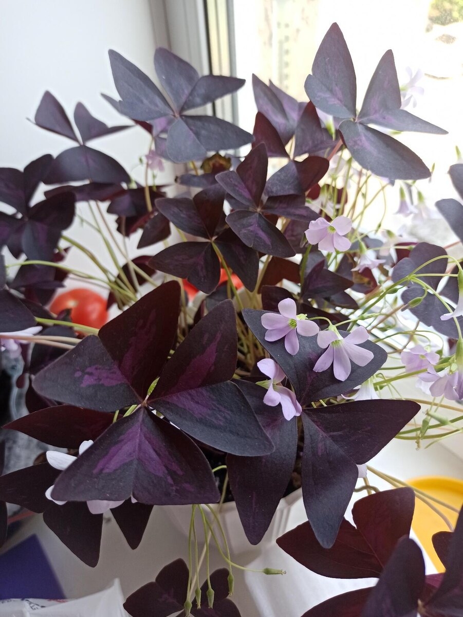 Мои цветы по-прежнему цветут. Фото автора. 