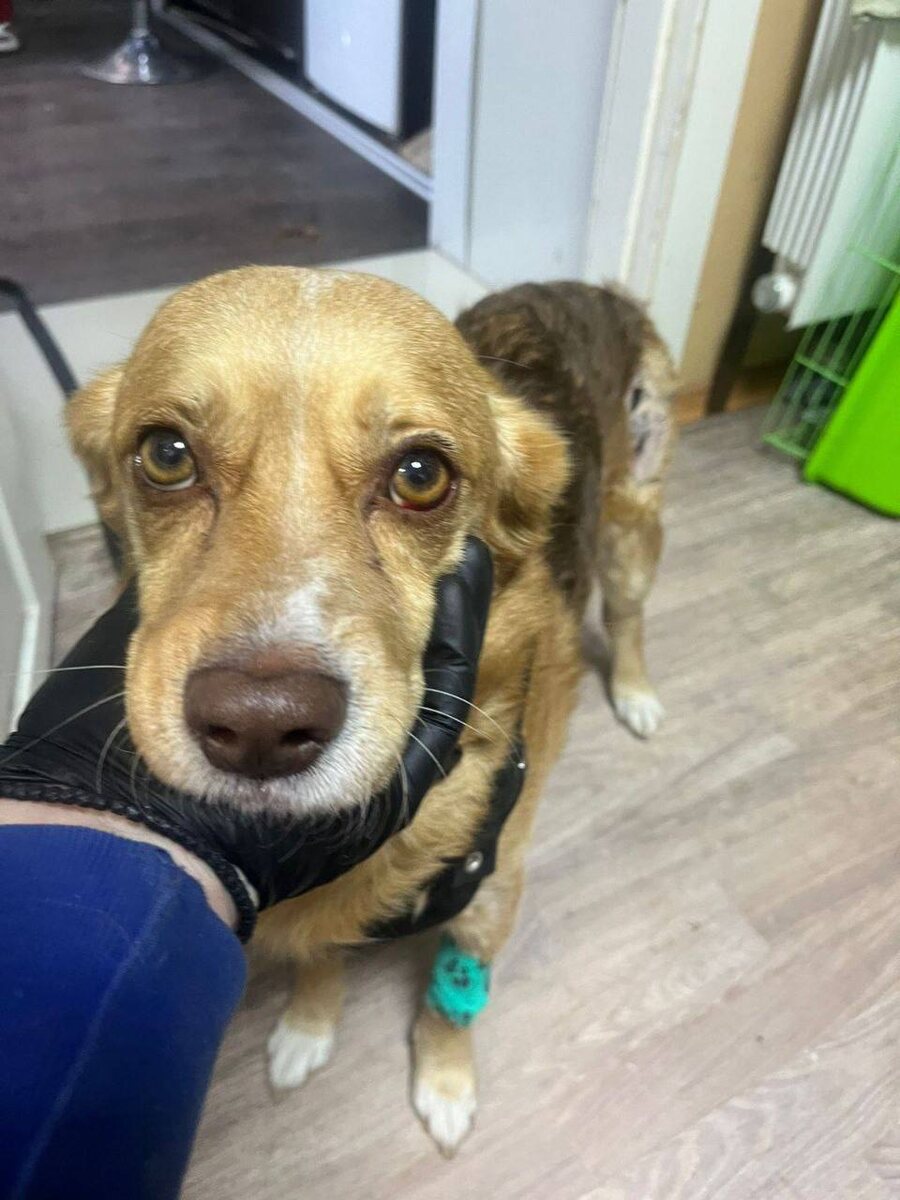 Купер в стационаре. Фото из архива автора