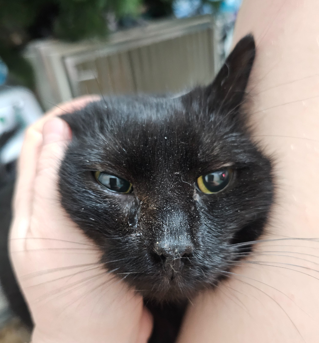 Фото автора. Русик заболевший фип.