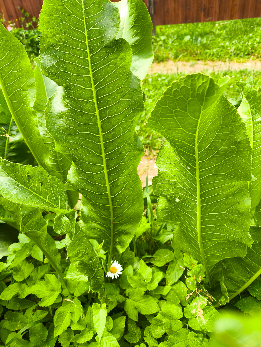 Хрен да и только