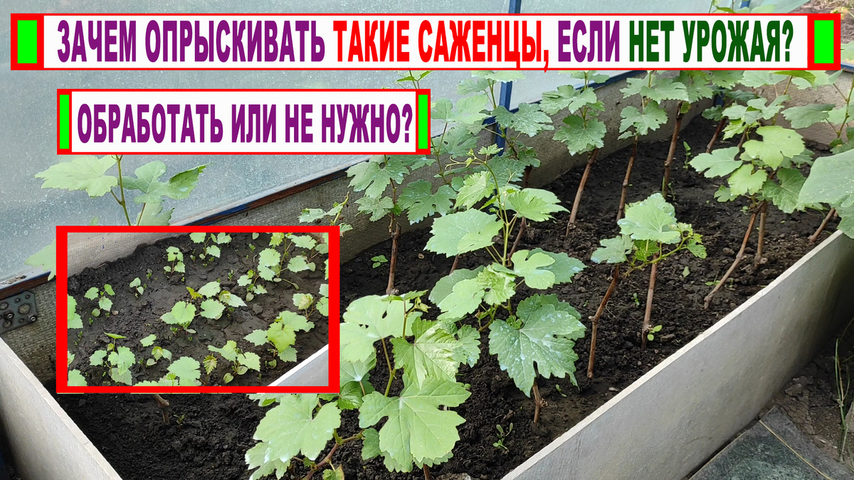 Школка виноградных саженцев.