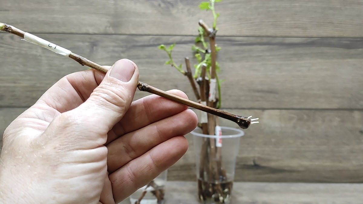 Черенок винограда укоренился.