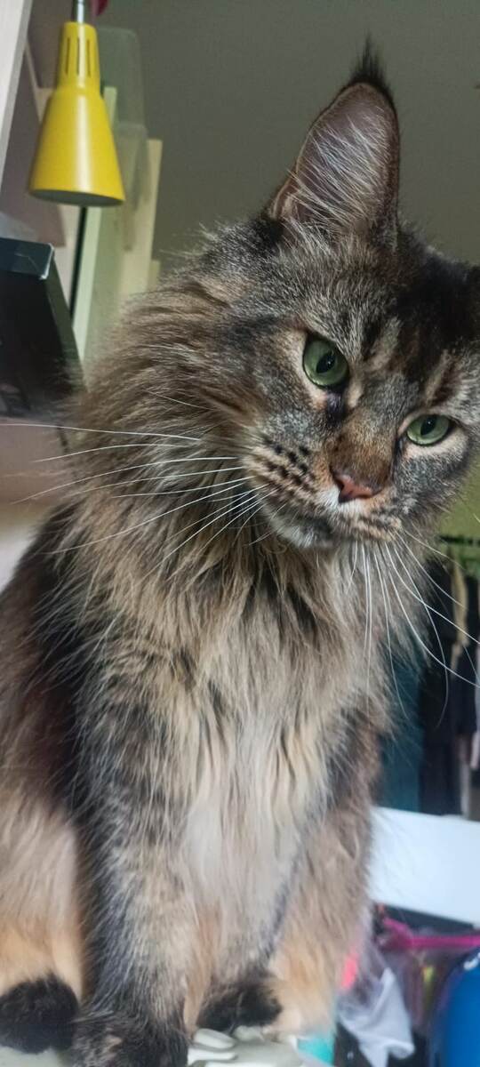 Мейн-кун (моя кошка, фото делала моя мама)