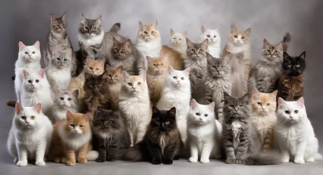 (фото из интернета)