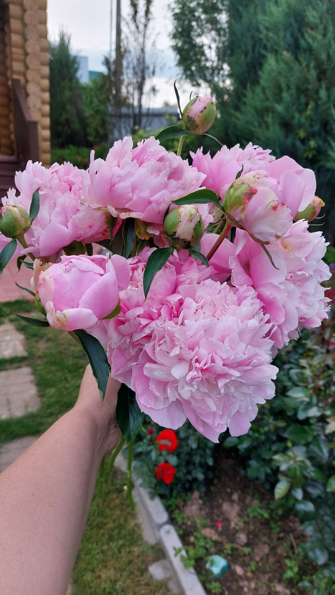 С пионами - тоже). 