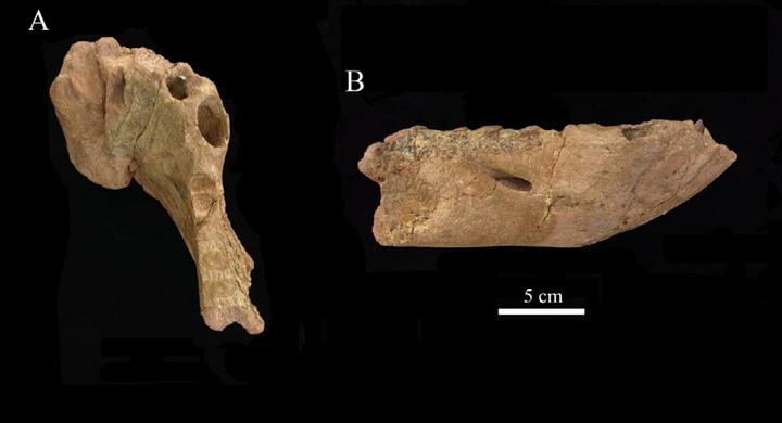 Всё что осталось от арктотраверсодона.
