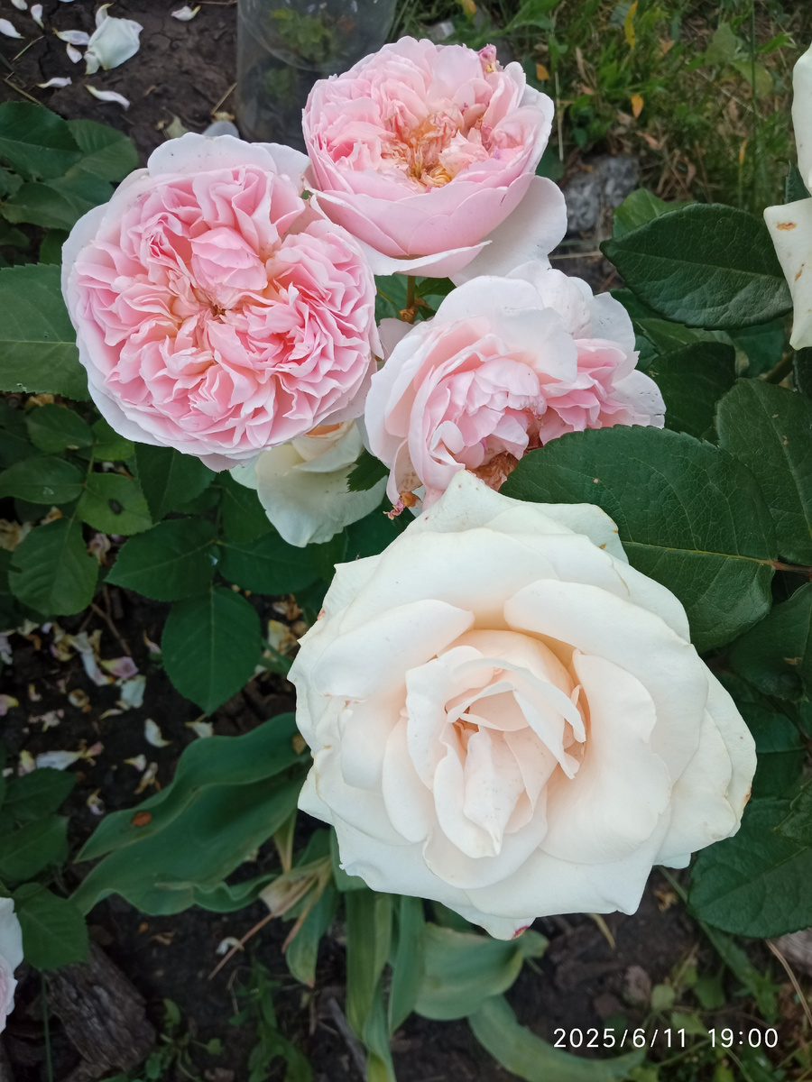 роза Эглантин и Клер Океан