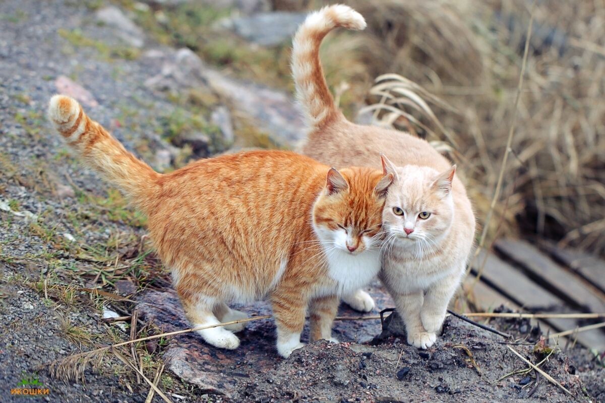 Кот трётся о кошечку 