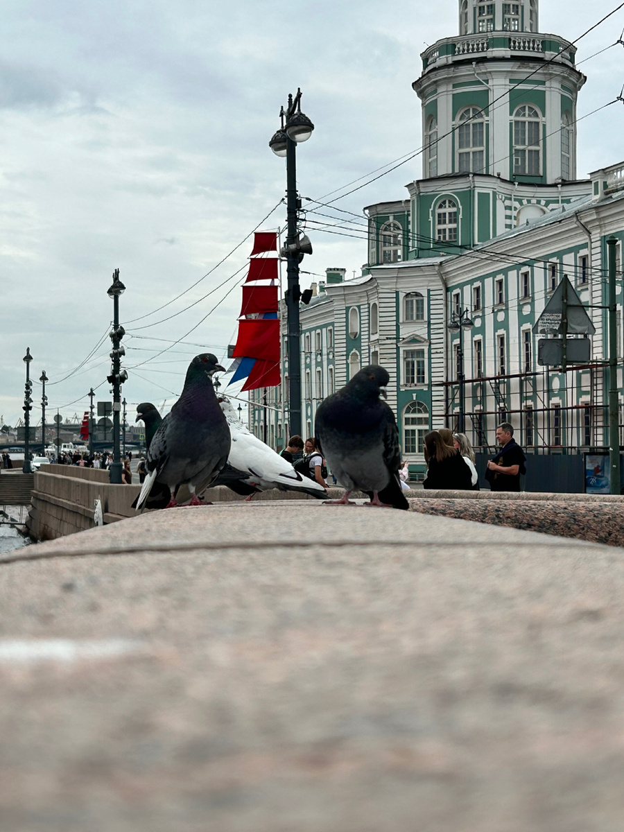 Любовались на Питер, фотографировали голубей