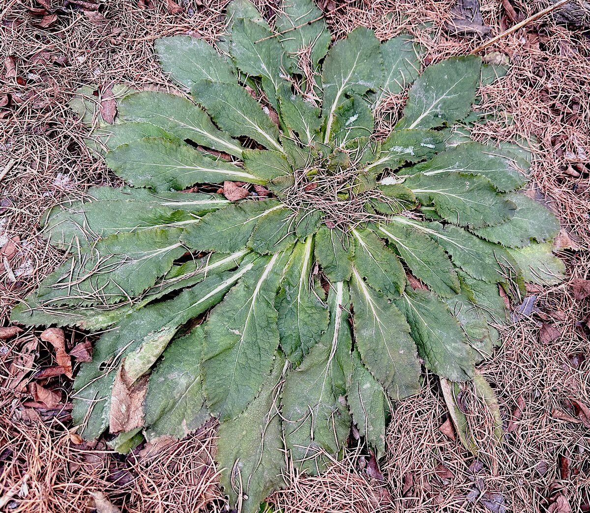 Вот так выглядели розетки этих колокольчиков в нынешнем бесснежном феврале. Позднее - и того хуже, совсем пожухли.