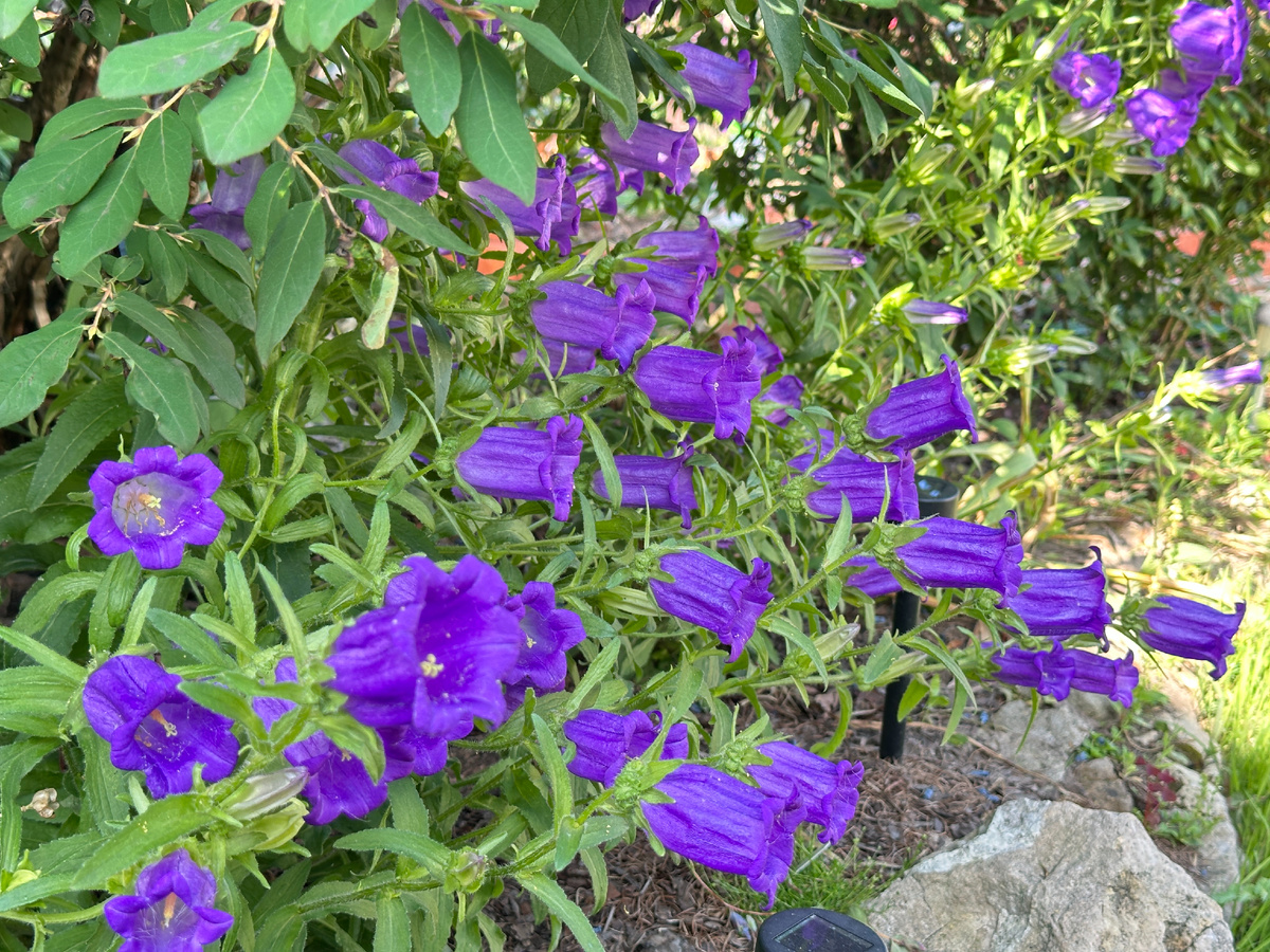 Тут синий - хотя и так очевидно. Любопытно, какие разные тона у одного и того же цветка при разных условиях освещения.