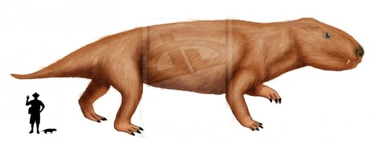 Менадон: иллюстрация/сравнение размеров с человеком.