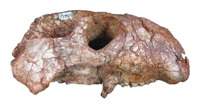 Череп менадона.