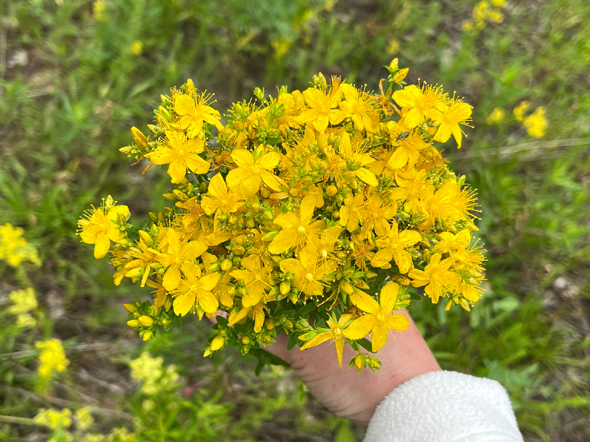 Зверобой продырявленный