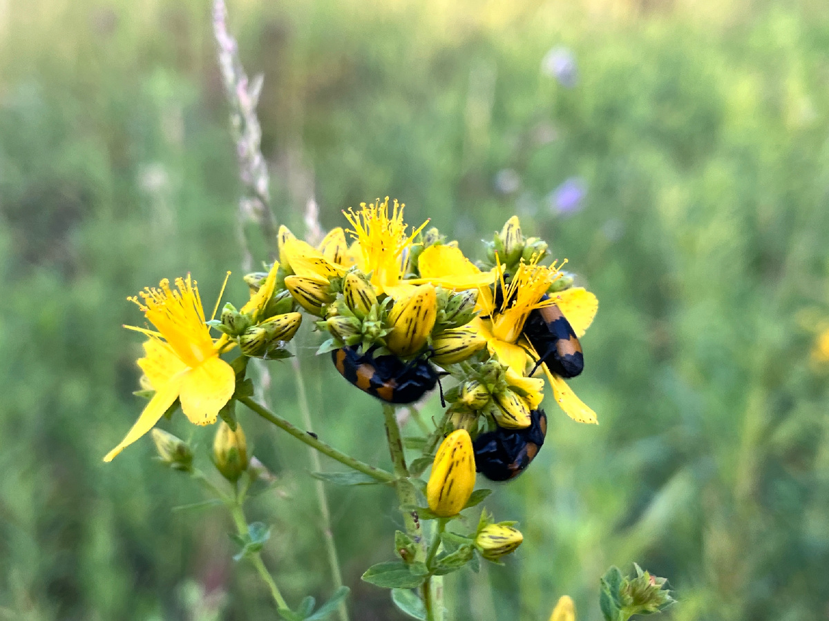 Зверобой продырявленный