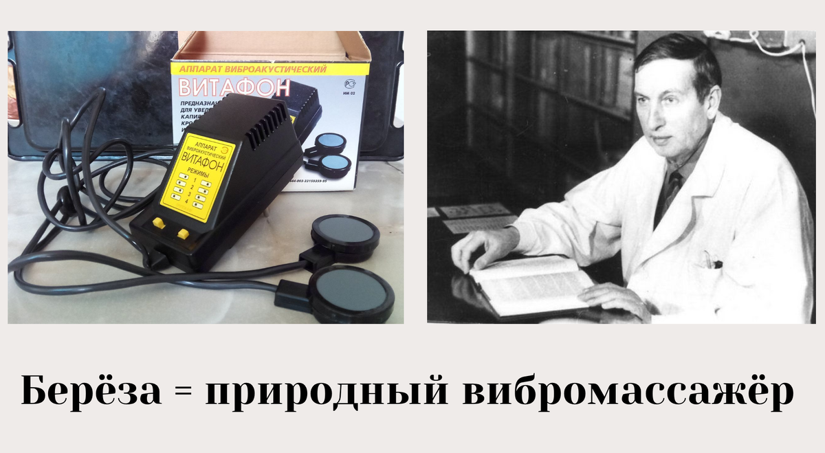 Советские учёные Вогралики подтвердили: древний обряд с берёзой — это природная биофизическая терапия