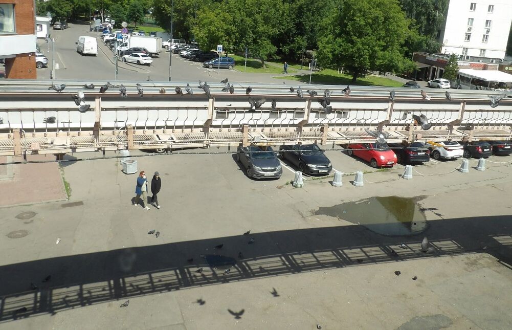 Голуби на соседнем монорельсе