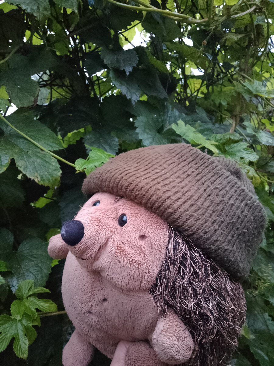 Который день лил дождь. Ничего нового, скажете вы. Подумаешь, дождь. Дождь у всех. Но Ёжик никогда не понимал, когда кто-то так пытался обобщить. Вы рассказываете, как вам плохо, а этот кто-то говорит, подумаешь, так у ВСЕХ. Хочется спросить, у кого... всех? И самое главное, где эти ВСЕ, которым так плохо? Почему их нет рядом???  Может быть, собравшись вместе, они бы решили эту проблему, развлекли бы себя и вас заодно? Но нет. Кому действительно плохо, переживает это один. Без всех. Без этих мифических всех, которые да... тоже поодиночке сидят сейчас и думают, как им одиноко, и что никто не способен их понять. Такой парадокс...
А дождь лил. Лил бесконечно, может и у тех всех он лил, Ёжик точно не знал, но что наблюдал он один, это абсолютно так. И не то что бы дождь не нравился ему, нет. Ёжик порой любил дождь. Просто сейчас время дождя совпало с временем беспробудного, серого дождя в душе самого Ёжика. 
Дождь. Стена дождя, отгородившая маленького Ёжика от целого, огромного мира. А какого мира, думал Ёжик. Если того, где ему плохо, то это хорошо... Вот такой каламбур. 
Ёжик налил себе ещё чайку. Ладно, подумал он. Я меланхолик. Им был, им и останусь. И сейчас такое время... 