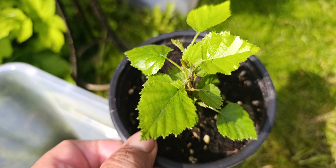 Посев березы семенами часть 3