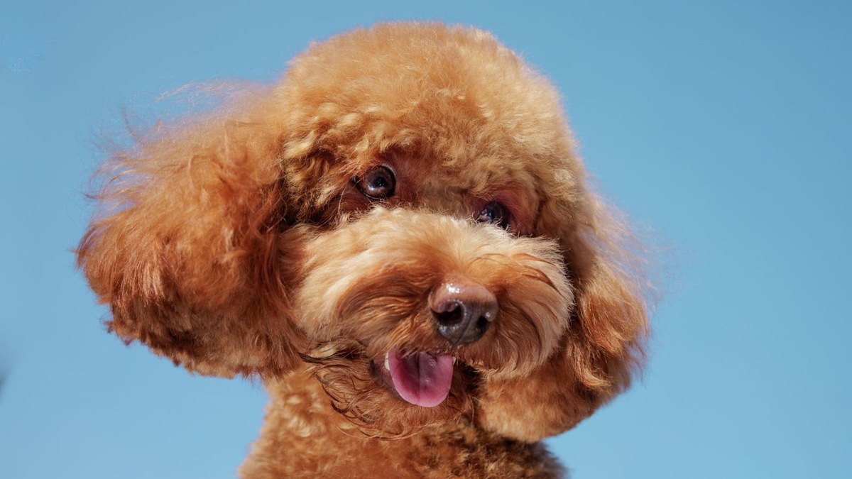    Легендарная прическа пуделя — не просто стиль, а история функциональной стрижки, берущей начало с охоты на водоплавающих