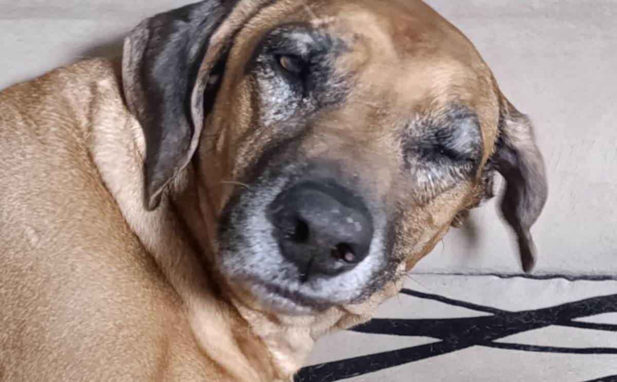 Локи. Даже не открыл один глаз, когда бужу для фото. 