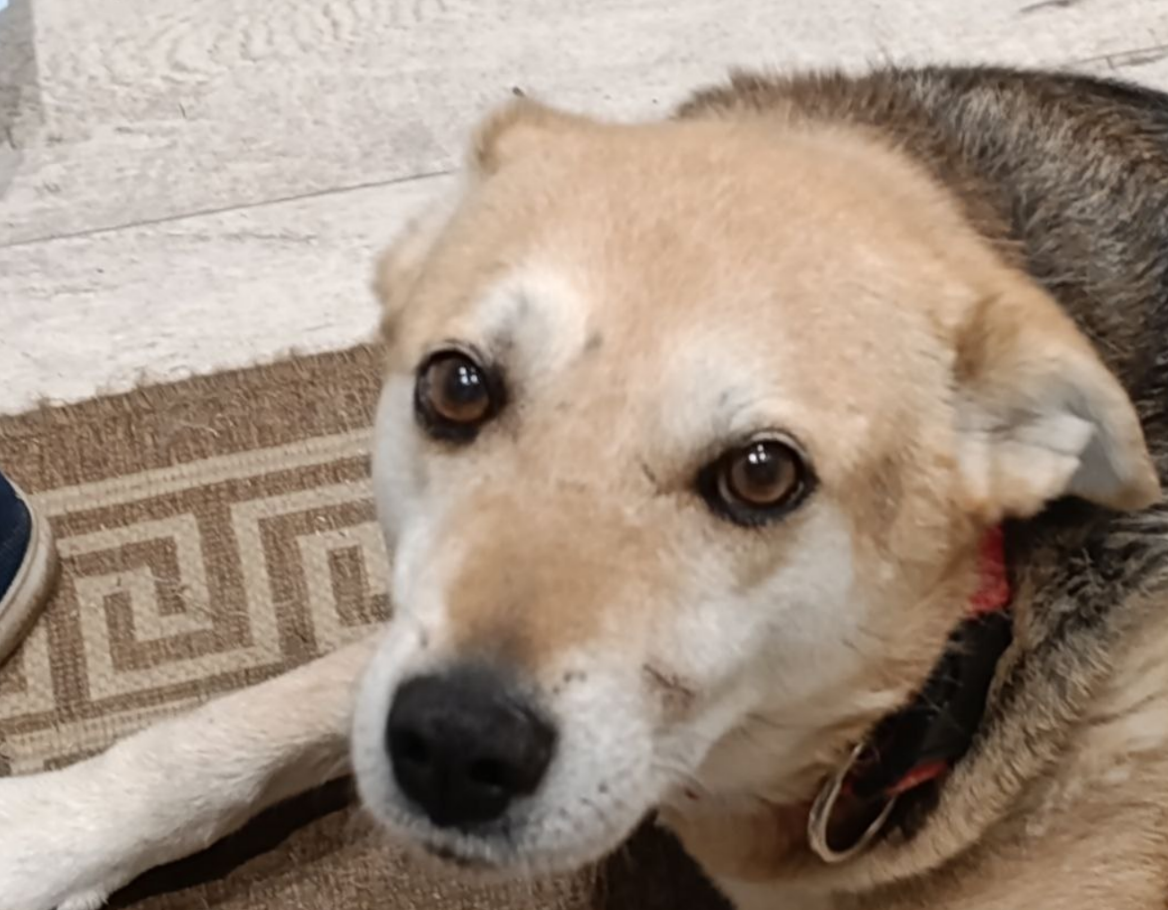 Дина. Со старым боевым шрамом на морде. 