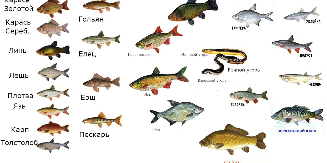 ХИЩНЫЕ РЫБЫ ДОЛГОЖИТЕЛИ... Кто дольше всех живёт в наших реках и озерах
