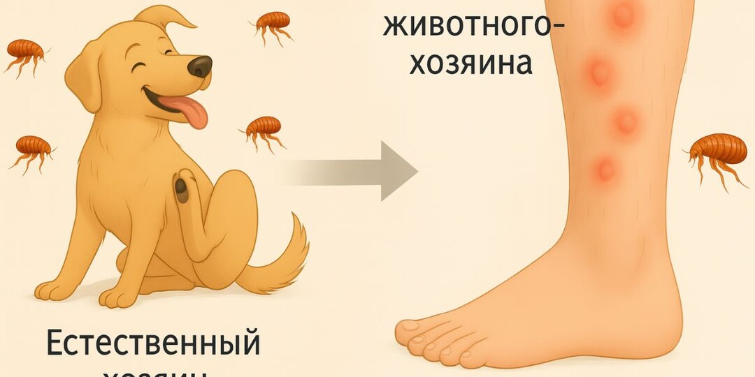Передаются ли блохи от собаки человеку: чем они опасны для людей