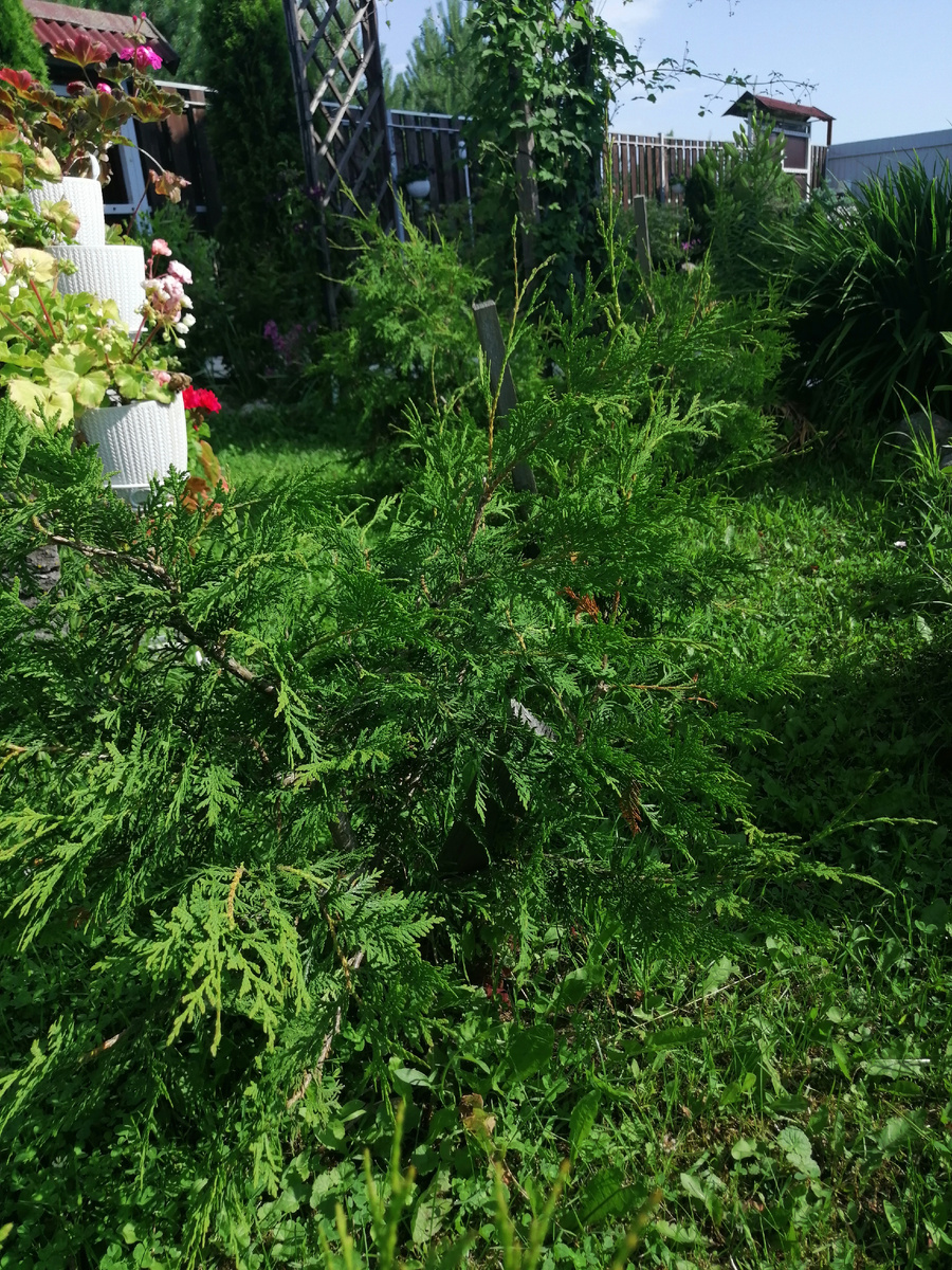Этим туям, выращенным из черенков, лет 5