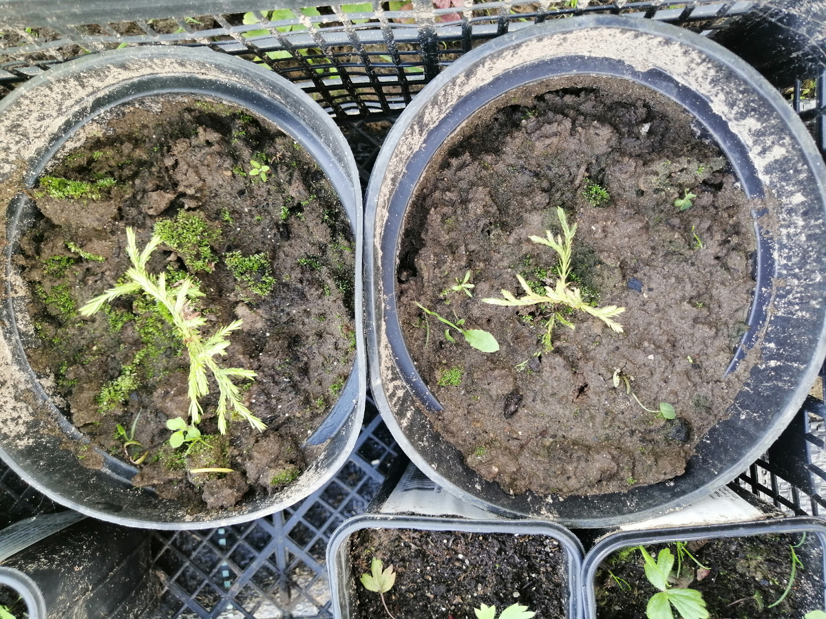 Этим черенкам пока нет и года. Светло-зеленые верхушки означают, скорее всего, что корешки развиваются нормально