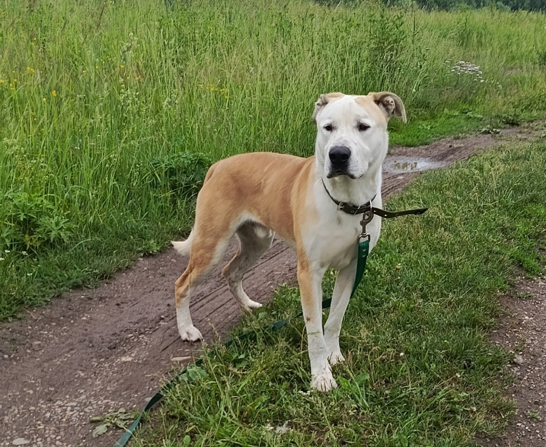 Молодой, красивый, привитый парень ищет дом с любящими людьми