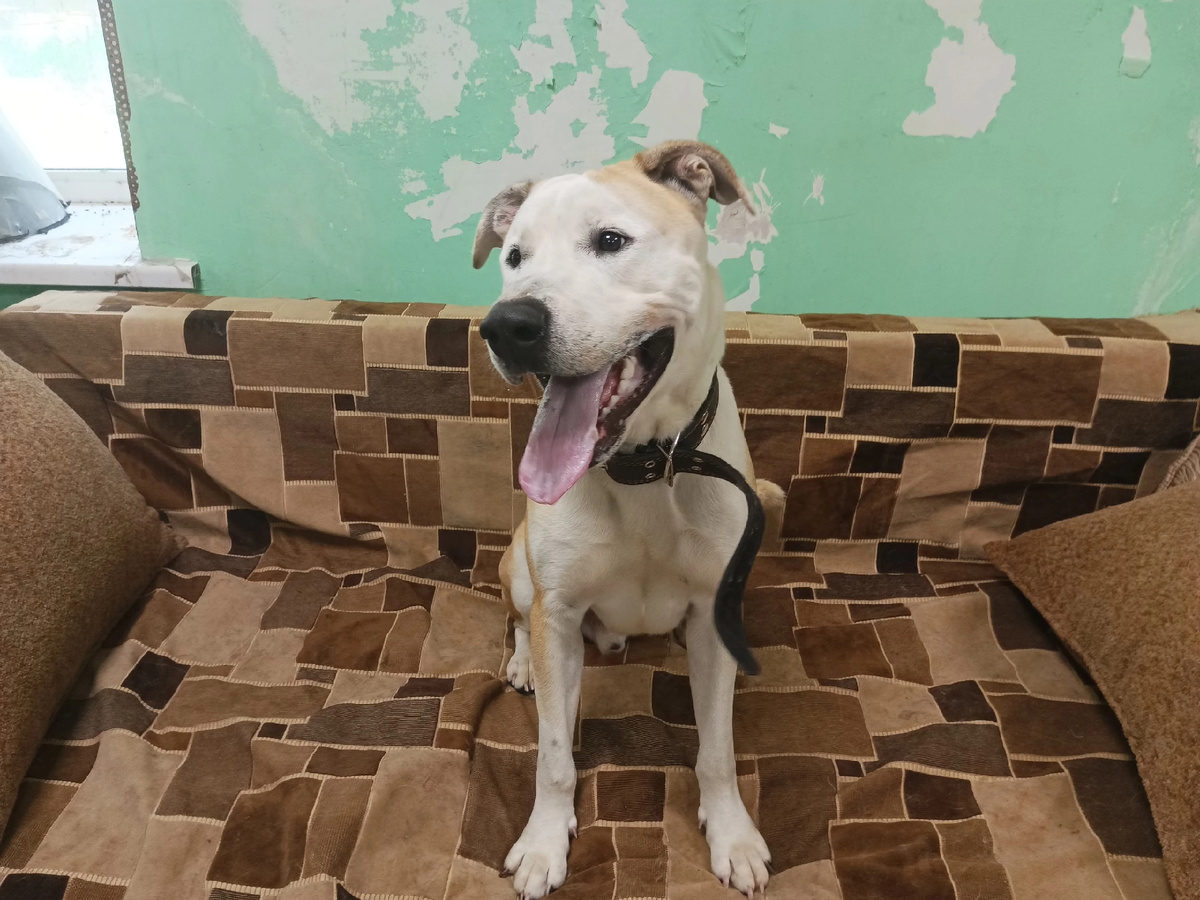 Первые дни в приюте