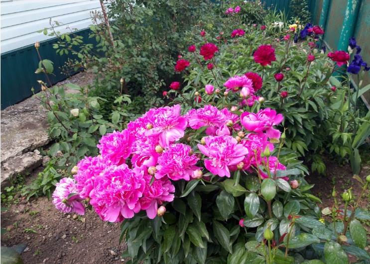 Фото автора. Весна 2025.