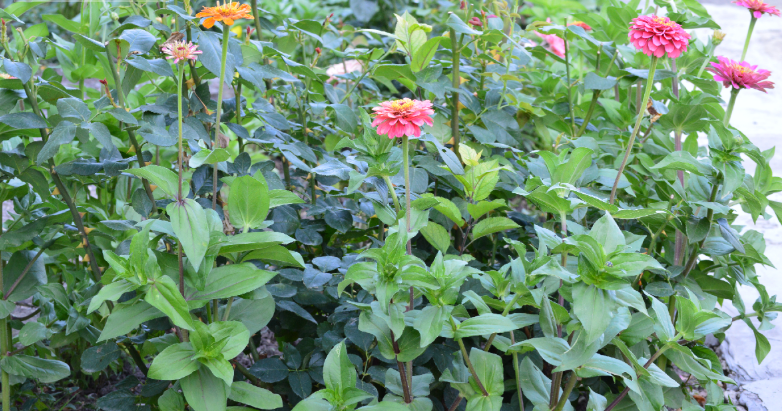 Фото автора. Лето 2025. Зацвели на клумбе "Панычи".Эти бубут цвести до самой зимы.