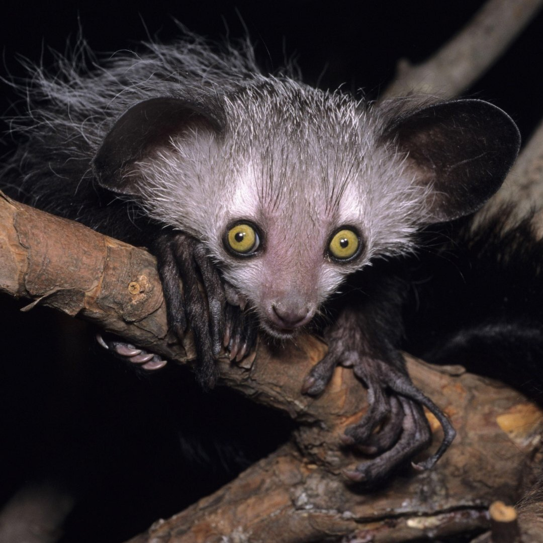 Мадагаскарская руконожна