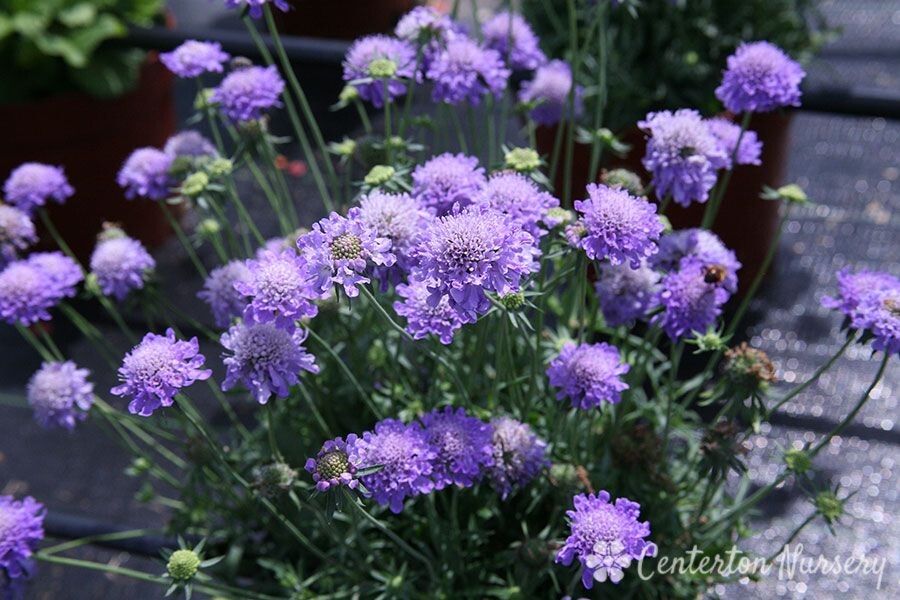 Фото из свободного доступа