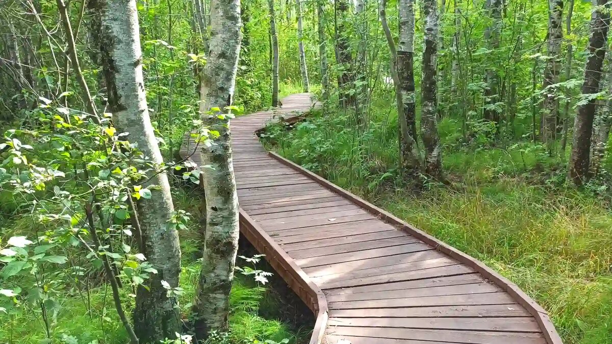 Экотропа "Сябрынский перекрёсток" 