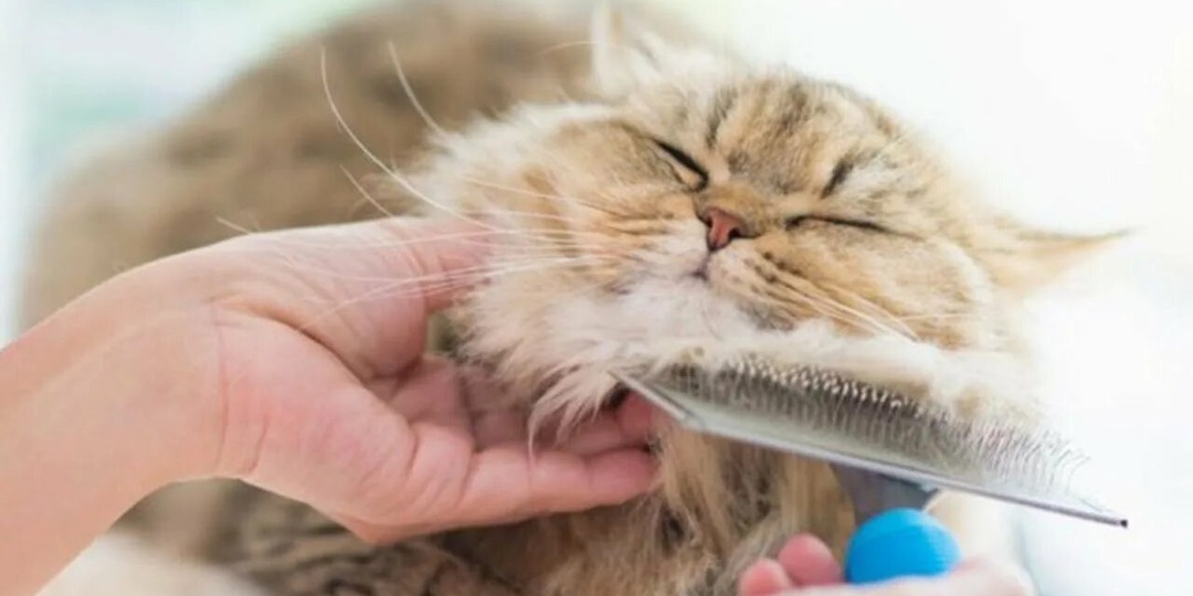 Что важно для возрастной кошки