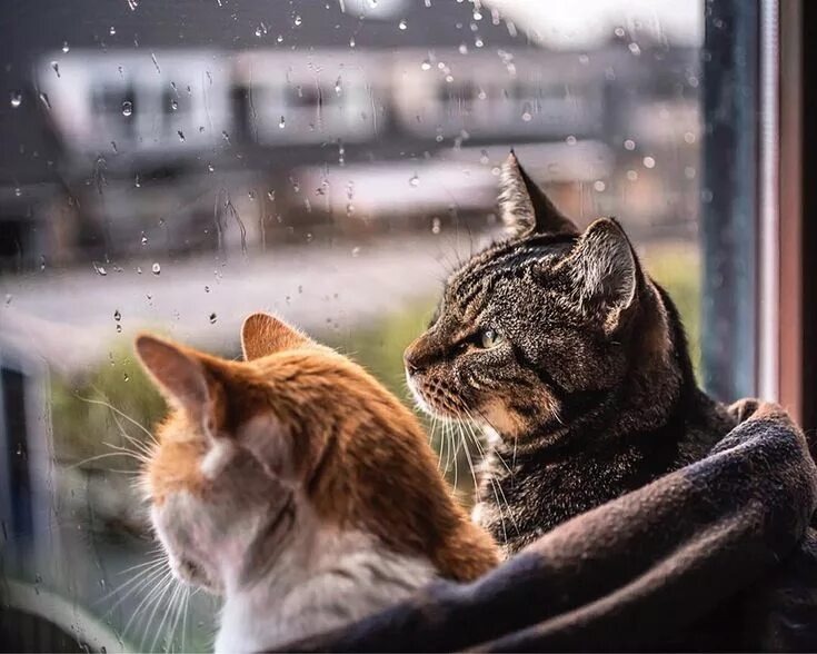 Фото из Интернета.