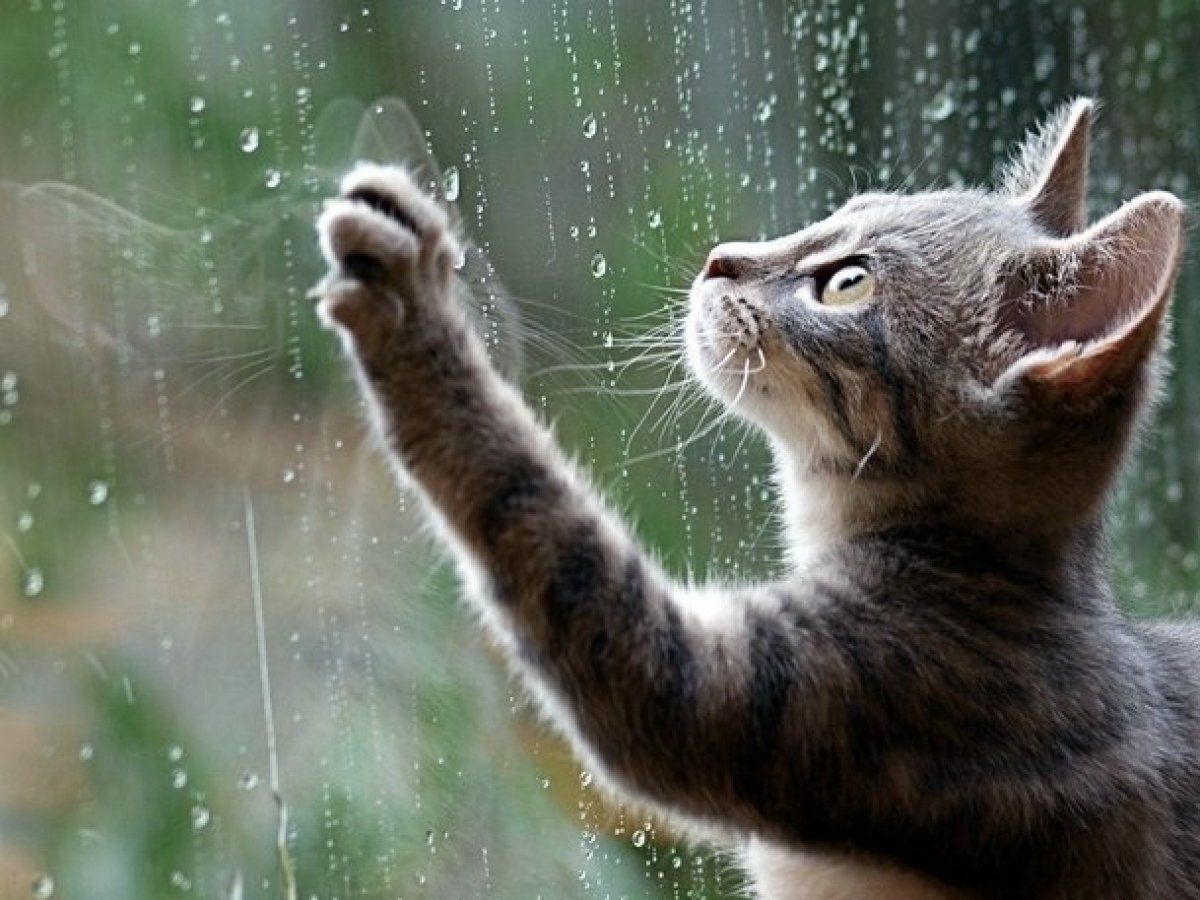 Фото из Интернета.