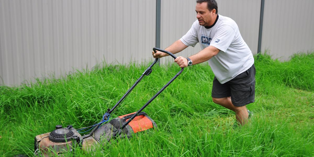 "Да брось ты эту газонокосилку" есть более лёгкий способ: почему в Англии перестали косить газоны и создали движение "Ленивое возрождение"