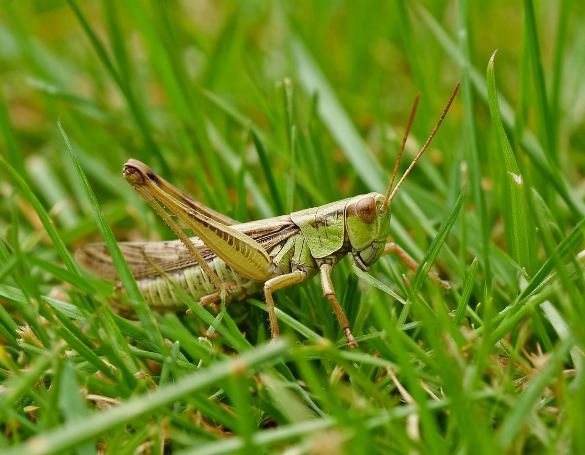 кузнечик в траве 