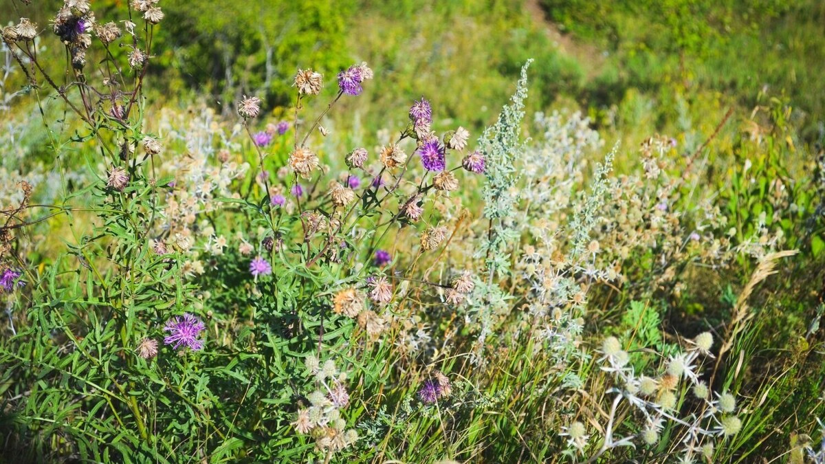     Источник: 1MI